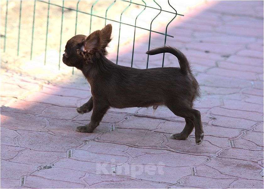 Собаки в Москве: шоколадный мальчик чихуахуа Мальчик, 25 000 руб. - фото 4