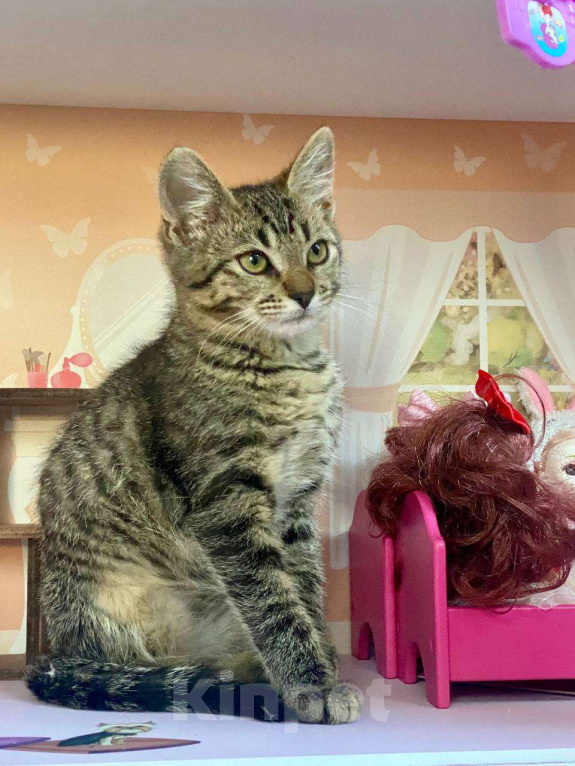 Кошки в других городах Московской области: Котенок-дачник ищет маму или папу Мальчик, Бесплатно - фото 5