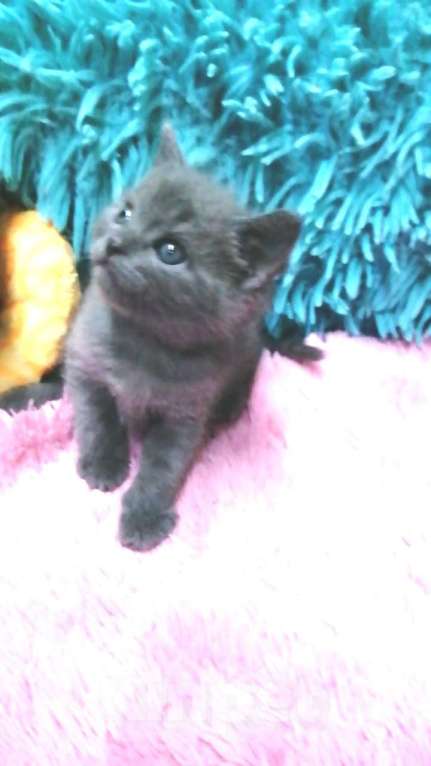 Кошки в Москве: Шотландские котята  Девочка, 8 000 руб. - фото 5