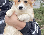 Собаки в Дубне: Девочки Вельш -корги пемброк 6 месяцев .  Девочка, 50 000 руб. - фото 3