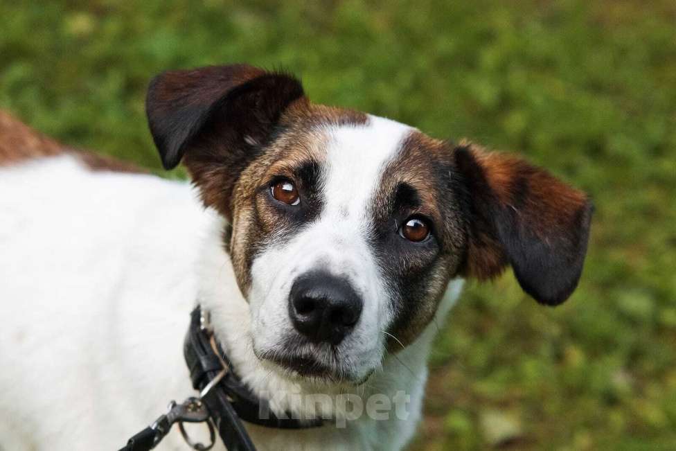 Собаки в Москве: Спокойный и ласковый белый пёс Арчи в дар Мальчик, 1 руб. - фото 6