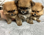 Собаки в Люберцах: Померанский шпиц, щенок Мальчик, 35 000 руб. - фото 4