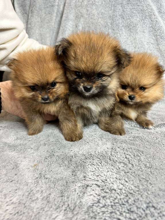 Собаки в Люберцах: Померанский шпиц, щенок Мальчик, 35 000 руб. - фото 4