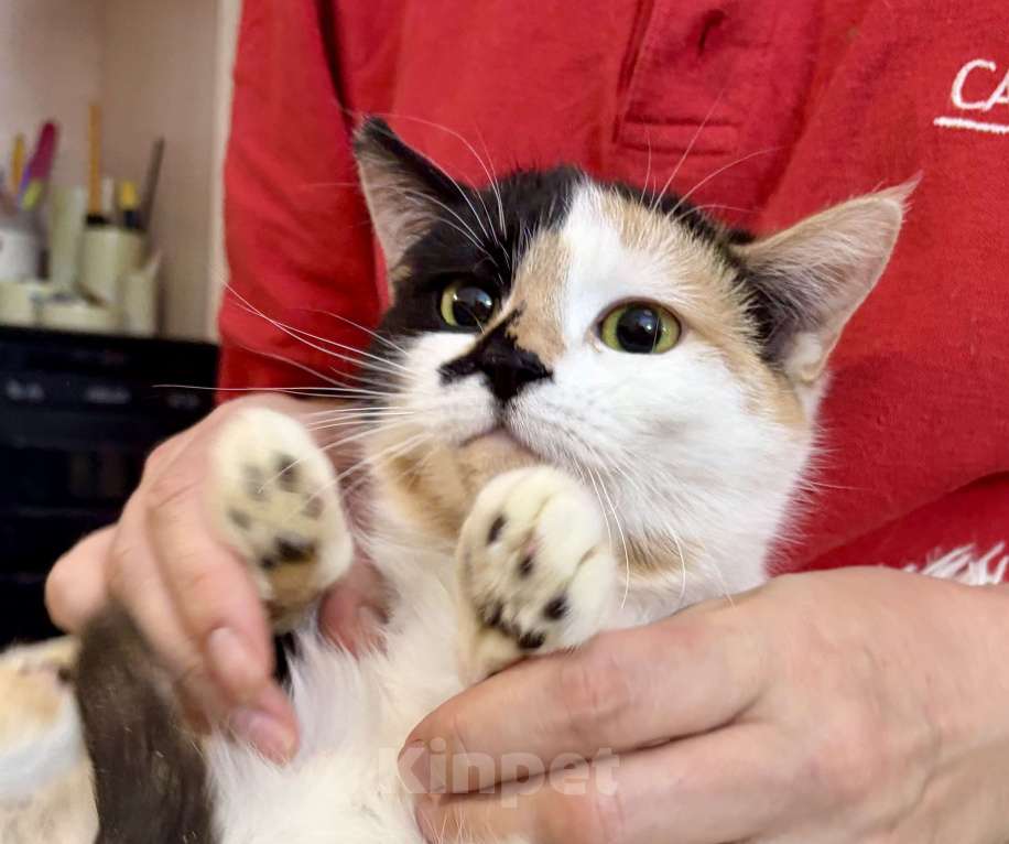 Кошки в Санкт-Петербурге: Кошечка подросток Тосенька.  Девочка, Бесплатно - фото 6