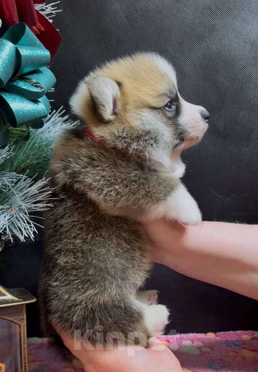 Собаки в Москве: Вельш корги пемброк очаровательный мальчик  Мальчик, 60 000 руб. - фото 5