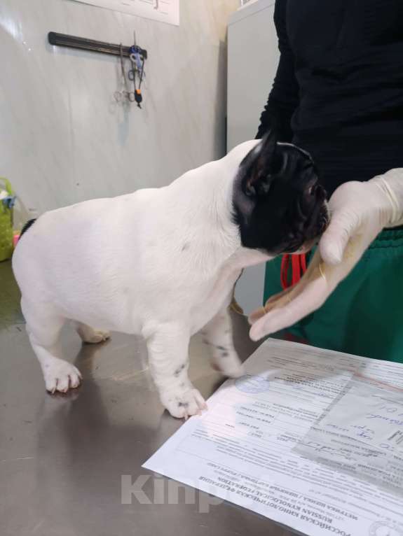 Собаки в Владикавказе: Продаются щенки Французского бульдога от родителей Интерчемпионов!!! Девочка, 90 000 руб. - фото 6