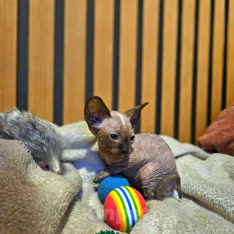 Кошки в Москве: Продается котенок Девочка, 5 000 руб. - фото 2