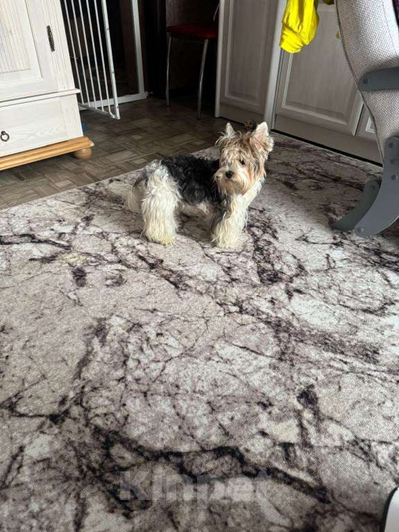 Собаки в Новочебоксарске: Продаю щенков йорка Мальчик, 25 000 руб. - фото 3