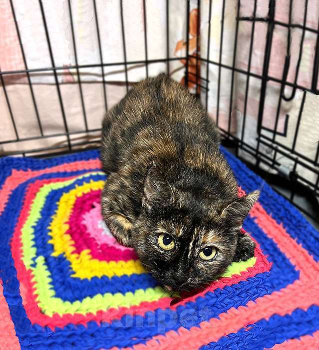 Кошки в Москве: В добрые руки черепаховая кошечка Муся Девочка, 10 руб. - фото 3