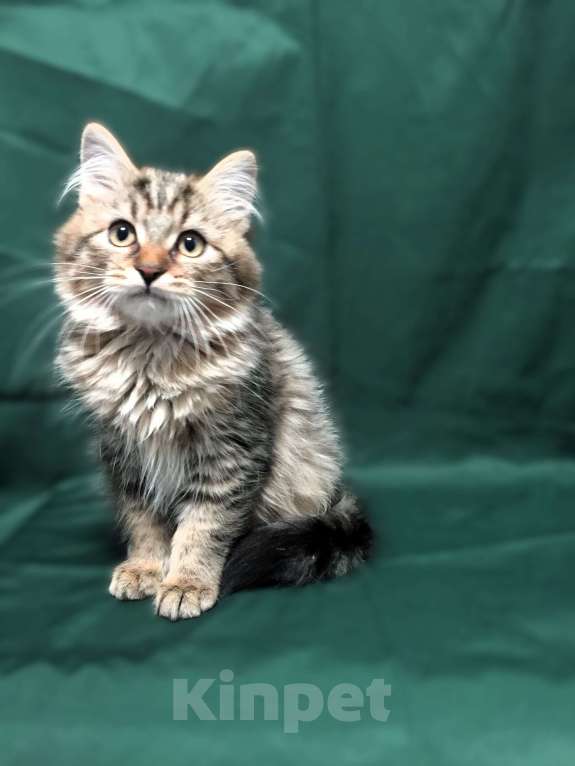 Кошки в Санкт-Петербурге: Сибирские котята Мальчик, 45 000 руб. - фото 4