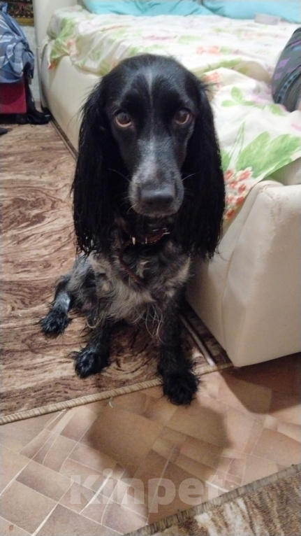 Собаки в Балаково: Щенки русского спаниеля Девочка, 5 000 руб. - фото 5