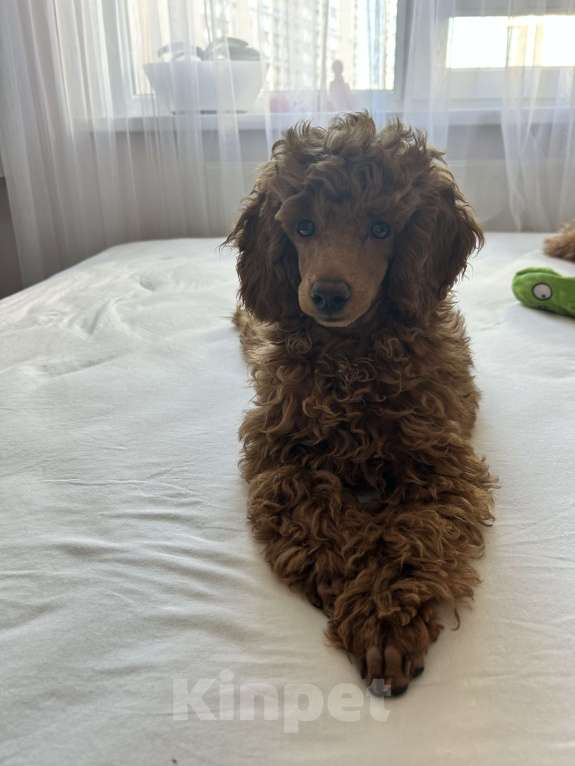 Собаки в Санкт-Петербурге: Щенок миниатюрного пуделя кобель  ищет добрых и любимых хозяев Мальчик, 100 000 руб. - фото 6