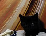 Кошки в других городах Челябинской области: Котята в добрые руки Девочка, Бесплатно - фото 2