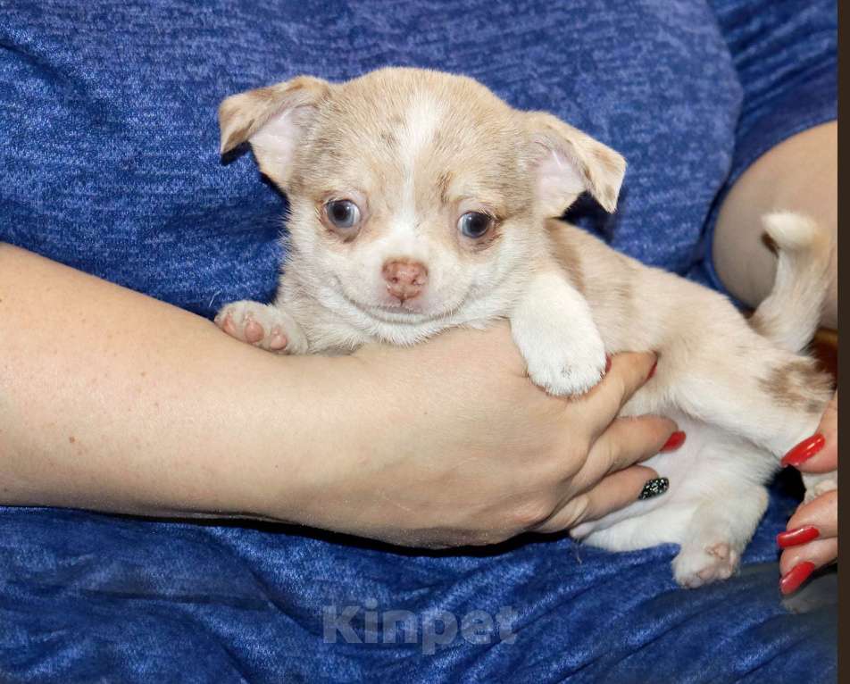 Собаки в Лобне: Мраморный чихуахуа Мальчик, 55 000 руб. - фото 3