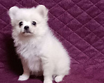 Собаки в Москве: Белоснежный мини мальчик Мальчик, 25 000 руб. - фото 3