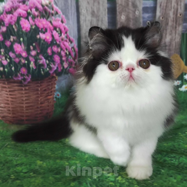 Кошки в Новосибирске: Персидский котик  Мальчик, 35 000 руб. - фото 5