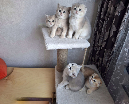 Шотландские котята эксклюзивных окрасов