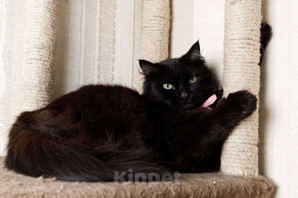 Кошки в Москве: Пушистая кошка в добрые руки Девочка, 15 руб. - фото 8