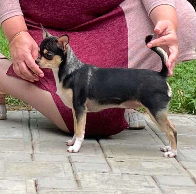 Собаки в Ялте: Чихуахуа подрощенная девочка Девочка, 40 000 руб. - фото 2