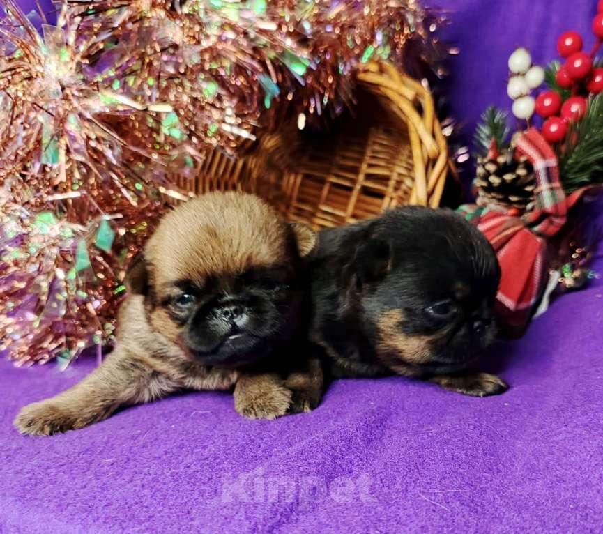 Собаки в Москве: пти-брабансоны девочки Девочка, 60 000 руб. - фото 1