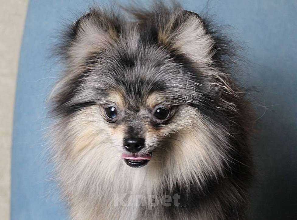 Собаки в Москве: Померанский мальчик шпиц Мальчик, 43 000 руб. - фото 4