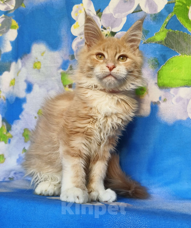 Кошки в Москве: Мейн-Кун полидакт. Девочка Девочка, 75 000 руб. - фото 2