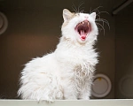 Кошки в Москве: Котик Милош Клыкович  Мальчик, Бесплатно - фото 4