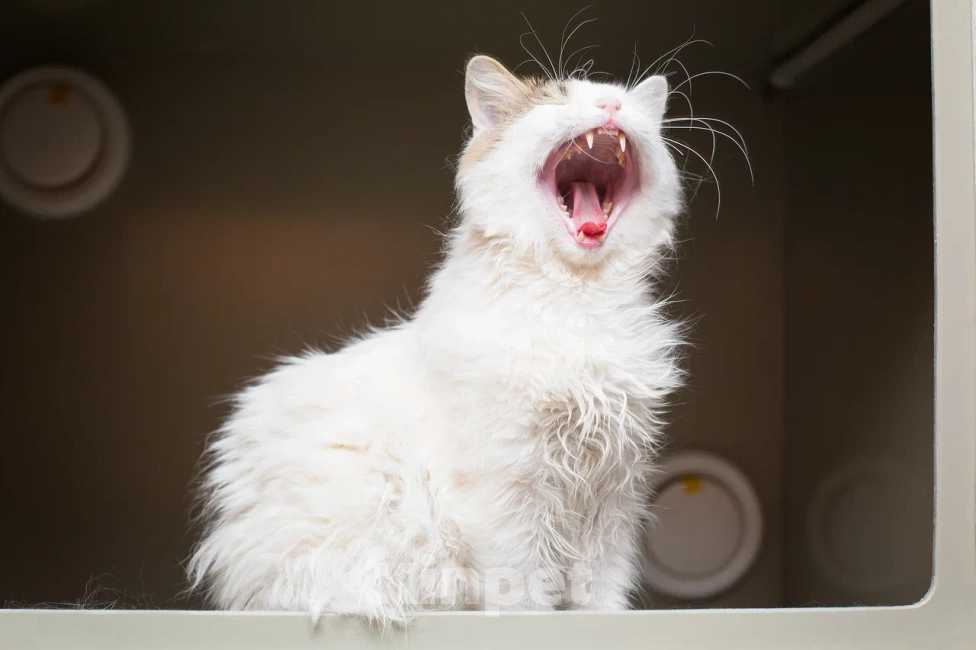 Кошки в Москве: Котик Милош Клыкович  Мальчик, Бесплатно - фото 4