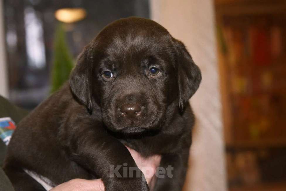 Собаки в Москве: шоколадные щенки лабрадора Девочка, Бесплатно - фото 2