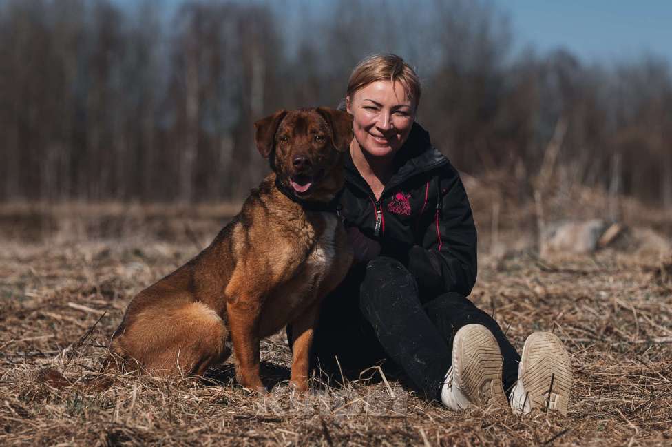 Собаки в Москве: Шоколадный мальчик в добрые руки! Мальчик, Бесплатно - фото 2