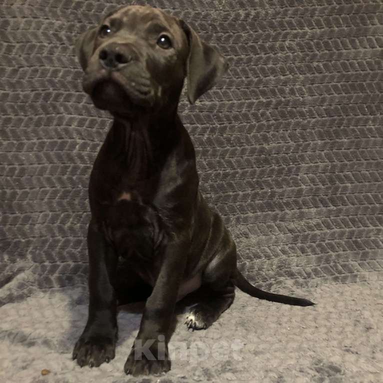 Собаки в Новосибирске: Щенок американского питбультерьера  Мальчик, 60 000 руб. - фото 2