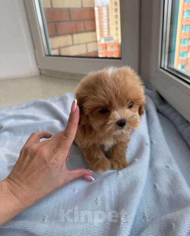 Собаки в Москве: Щенки Мальтипу микро ф1 из Китая  Девочка, Бесплатно - фото 8