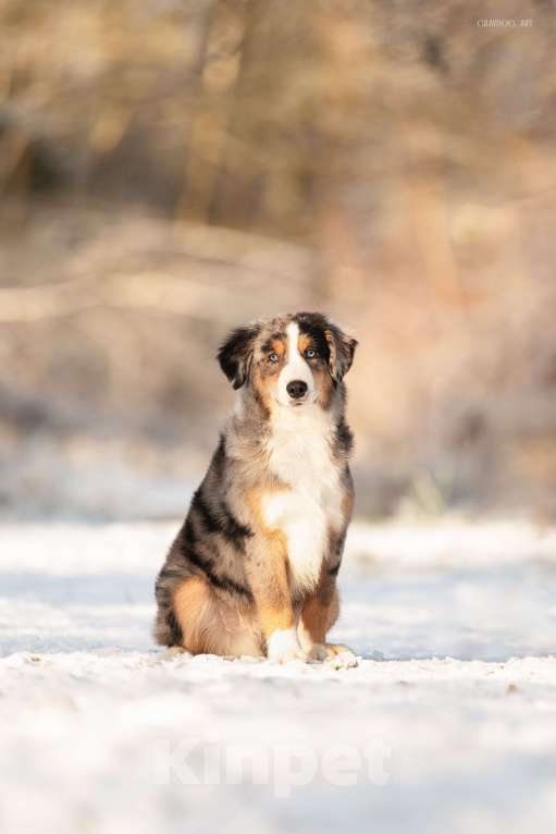 Собаки в Москве: Миниатюрная Американская Овчарка Щенок  Мальчик, 90 000 руб. - фото 4