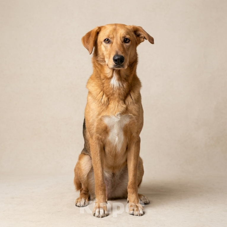 Собаки в Москве: собака Афина из приюта в добрые руки Девочка, Бесплатно - фото 3