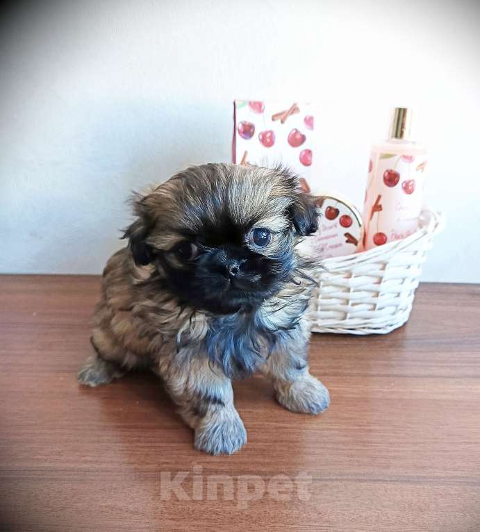 Собаки в Кемерово: Щенок пекинеса, девочка Девочка, 15 000 руб. - фото 1