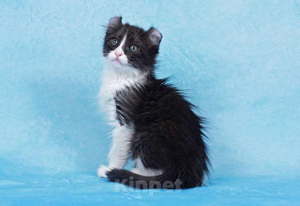 Кошки в Москве: Американский кёрл Девочка, Бесплатно - фото 5