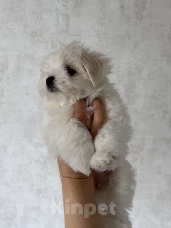 Собаки в Калининграде: Мальтезе Девочка, 150 000 руб. - фото 4