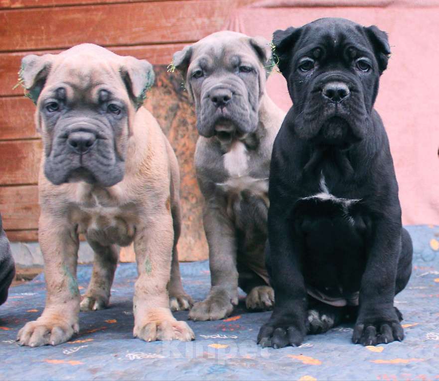 Собаки в других городах Ярославской области: Щенки кане корсо Мальчик, 80 000 руб. - фото 9