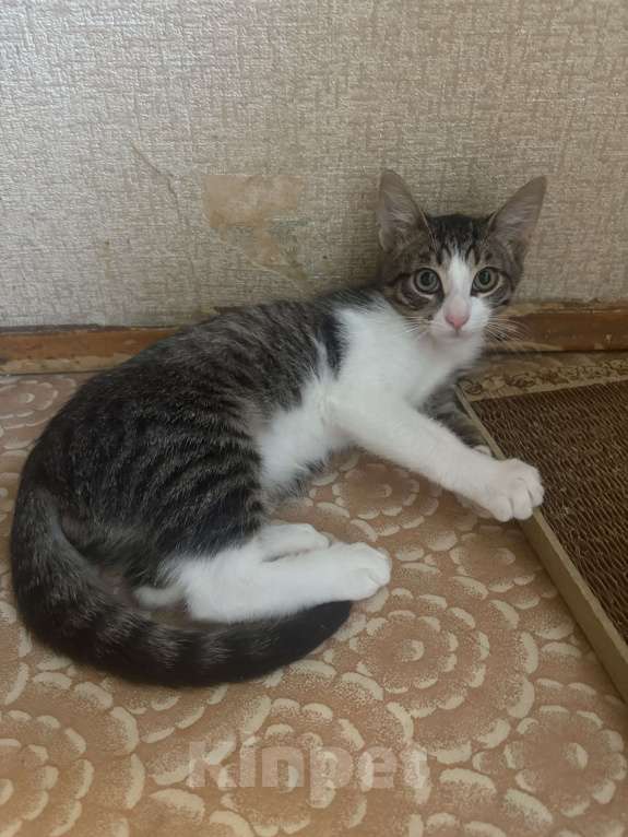 Кошки в Москве: Маленький котёнок Лаки в добрые руки  Мальчик, Бесплатно - фото 3