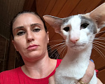 Кошки в других городах Московской области: Ориентальная кошка Девочка, 30 000 руб. - фото 1