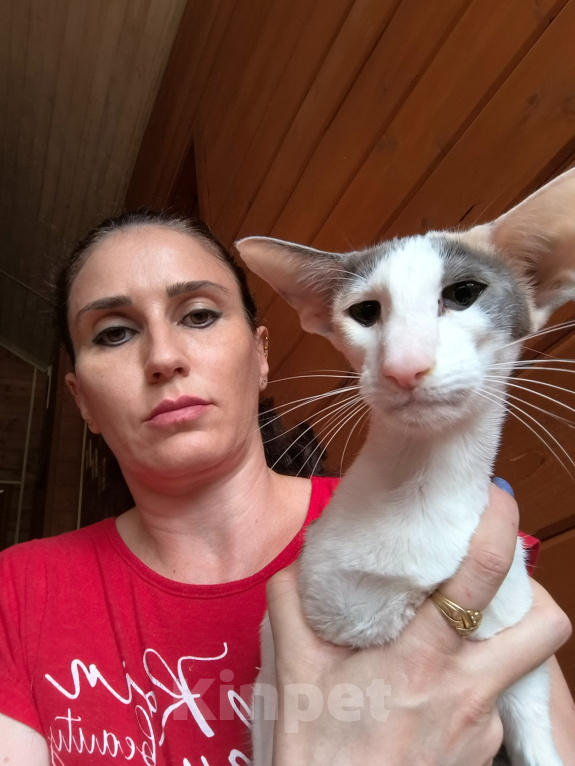 Кошки в других городах Московской области: Ориентальная кошка Девочка, 30 000 руб. - фото 1