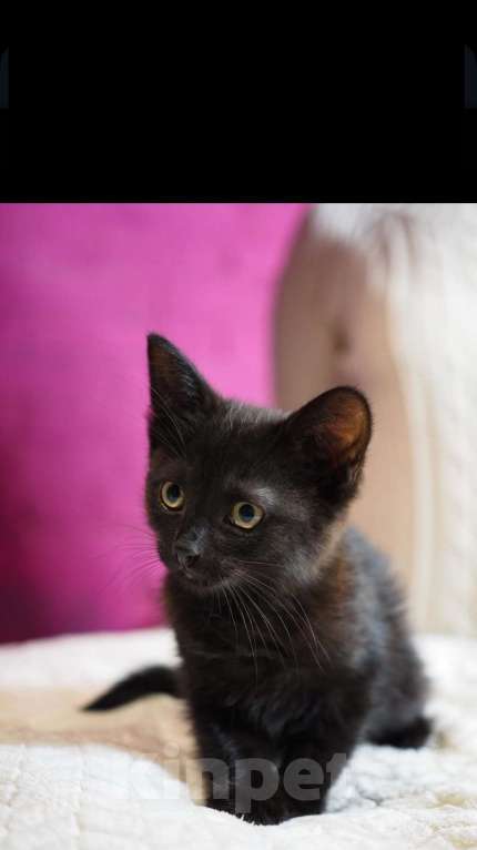 Кошки в Москве: Чёрный котёнок Джун в добрые руки  Мальчик, Бесплатно - фото 4