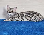 Кошки в Москве: Бенгальский серебряный мальчик Мальчик, 35 000 руб. - фото 8