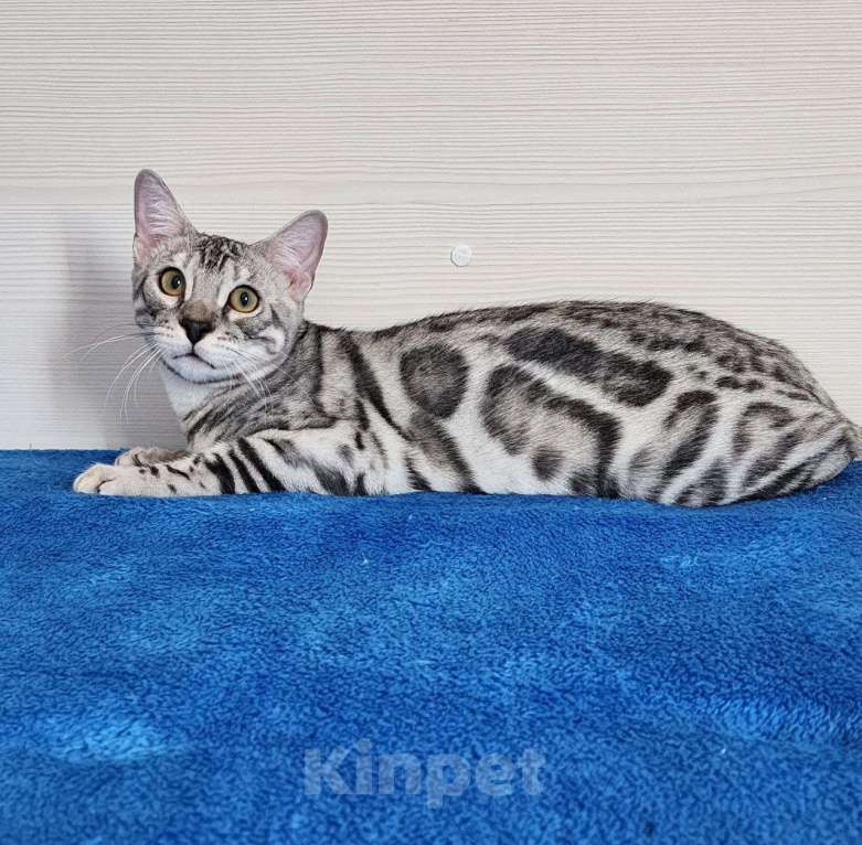 Кошки в Москве: Бенгальский серебряный мальчик Мальчик, 35 000 руб. - фото 8