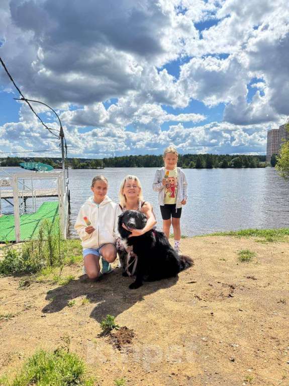 Собаки в Красногорске: Годовалый бордер-колли Маркуша в добрые руки Мальчик, 1 руб. - фото 3