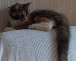 Кошки в Санкт-Петербурге: Котёнок Кася, трёхцветная-черепаховая Девочка, Бесплатно - фото 6