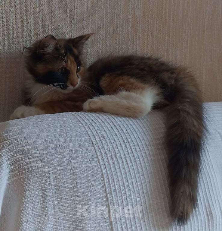 Кошки в Санкт-Петербурге: Котёнок Кася, трёхцветная-черепаховая Девочка, Бесплатно - фото 6