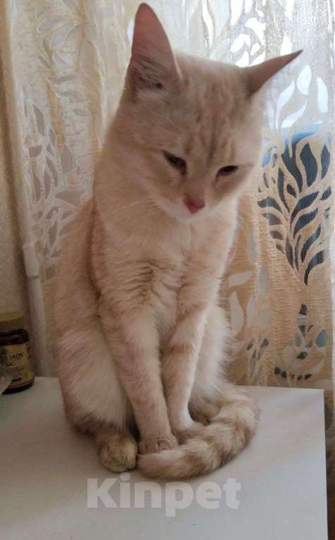 Кошки в Москве: Персиковый нежный котик Кексик🌸 Мальчик, Бесплатно - фото 5