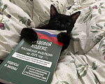 Кошки в Москве: Котенок в добрые руки , к сожалению аллергия началась , девочке 4 месяца  Девочка, Бесплатно - фото 1