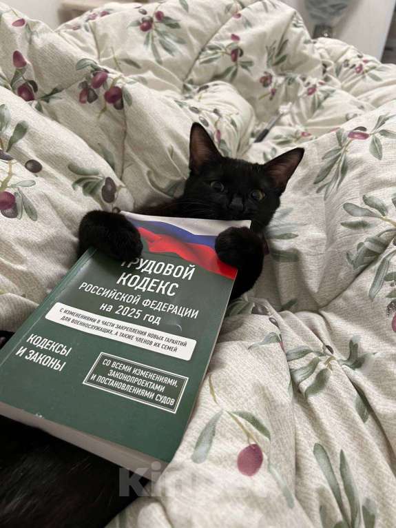 Кошки в Москве: Котенок в добрые руки , к сожалению аллергия началась , девочке 4 месяца  Девочка, Бесплатно - фото 1